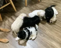 Gloria, a female Peekapoo for sale in Tallahassee, FL – 3 of 3