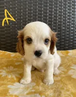 Alvin, a male Cavalier King Charles Spaniel for sale in Tallahassee, FL – Photo 2 of 6