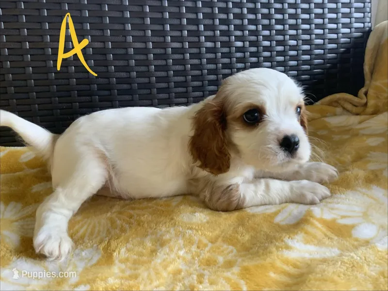 Alvin – Cavalier King Charles Spaniel puppy for sale in Tallahassee, FL
