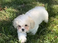 Gemma, a female Peekapoo for sale in Tallahassee, FL – 2 of 3