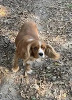 Simon, a male Cavalier King Charles Spaniel for sale in Tallahassee, FL – Photo 5 of 6