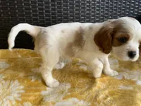 Simon, a male Cavalier King Charles Spaniel for sale in Tallahassee, FL – Photo 2 of 6