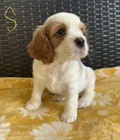 Simon, a male Cavalier King Charles Spaniel for sale in Tallahassee, FL – Photo 1 of 6