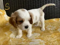 Simon, a male Cavalier King Charles Spaniel for sale in Tallahassee, FL – Photo 3 of 6