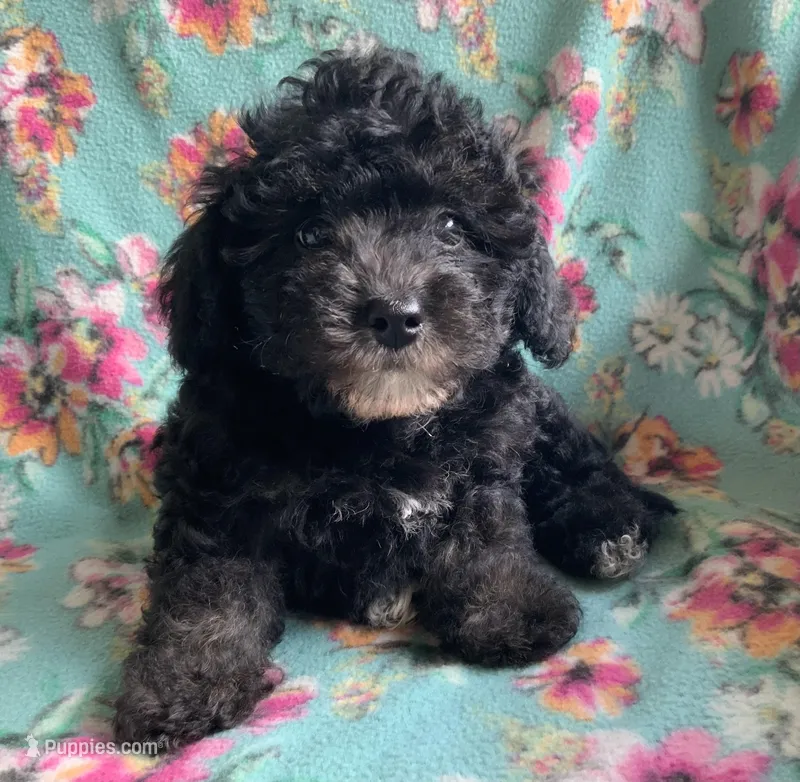 Zoe – Poodle - Toy  puppy for sale in Tallahassee, FL