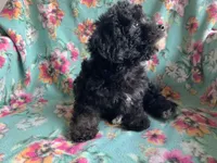 Zoe, a female Poodle - Toy  for sale in Tallahassee, FL – Photo 4 of 4