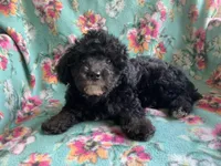 Zoe, a female Poodle - Toy  for sale in Tallahassee, FL – Photo 2 of 4