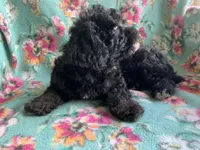 Zoe, a female Poodle - Toy  for sale in Tallahassee, FL – Photo 3 of 4