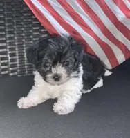 Spencer, a male Yorkipoo for sale in Tallahassee, FL – Photo 3 of 6