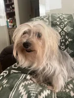 Spencer, a male Yorkipoo for sale in Tallahassee, FL – Photo 6 of 6