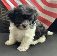 Spencer, a male Yorkipoo for sale in Tallahassee, FL – Photo 1 of 6