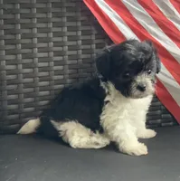 Spencer, a male Yorkipoo for sale in Tallahassee, FL – Photo 2 of 6