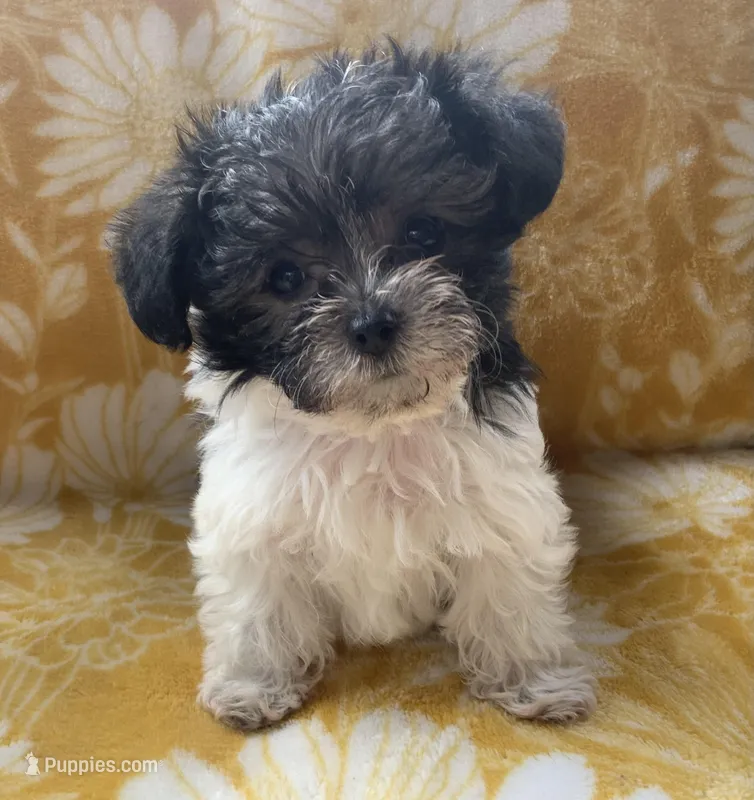 Spencer – Yorkipoo puppy for sale in Tallahassee, FL