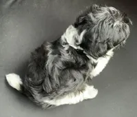 Spencer, a male Yorkipoo for sale in Tallahassee, FL – Photo 4 of 6