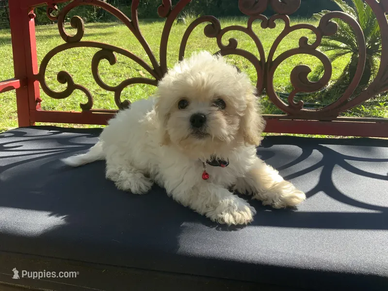 Gwendolyn – Peekapoo puppy for sale in Tallahassee, FL