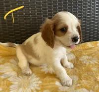 Theodore, a male Cavalier King Charles Spaniel for sale in Tallahassee, FL – Photo 3 of 6