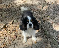 Theodore, a male Cavalier King Charles Spaniel for sale in Tallahassee, FL – Photo 6 of 6