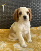 Theodore, a male Cavalier King Charles Spaniel for sale in Tallahassee, FL – Photo 1 of 6