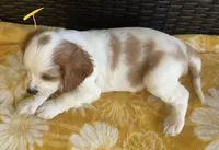 Theodore, a male Cavalier King Charles Spaniel for sale in Tallahassee, FL – Photo 2 of 6