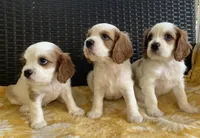 Theodore, a male Cavalier King Charles Spaniel for sale in Tallahassee, FL – Photo 4 of 6