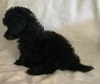 Ila, a female Poodle - Toy  for sale in Tallahassee, FL – Photo 2 of 5