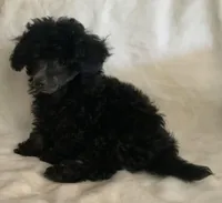 Ila, a female Poodle - Toy  for sale in Tallahassee, FL – Photo 3 of 5