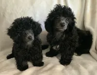 Ila, a female Poodle - Toy  for sale in Tallahassee, FL – Photo 5 of 5