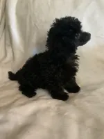 Ila, a female Poodle - Toy  for sale in Tallahassee, FL – Photo 4 of 5