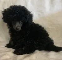 Ila, a female Poodle - Toy  for sale in Tallahassee, FL – Photo 1 of 5