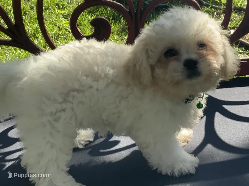 Gemma – Peekapoo puppy for sale in Tallahassee, FL