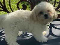 Gemma, a female Peekapoo for sale in Tallahassee, FL – 1 of 3