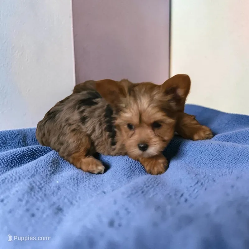 Merle girl – Yorkshire Terrier puppy for sale in Fountain Inn, SC