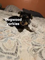 Black and tan male, a male Yorkshire Terrier for sale in Fountain Inn, SC – 2 of 2