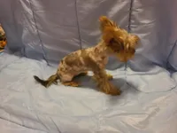 Teacup  chocolate merle, a female Yorkshire Terrier for sale in Fountain Inn, SC – 3 of 5