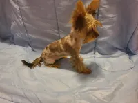 Teacup  chocolate merle, a female Yorkshire Terrier for sale in Fountain Inn, SC – 5 of 5