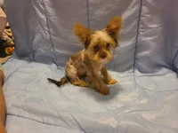 Teacup  chocolate merle, a female Yorkshire Terrier for sale in Fountain Inn, SC – 2 of 5