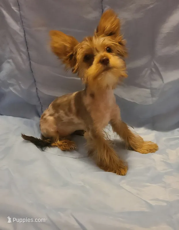 Teacup  chocolate merle – Yorkshire Terrier puppy for sale in Fountain Inn, SC