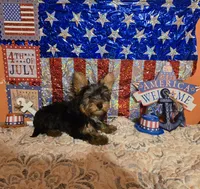 Black and tan male, a male Yorkshire Terrier for sale in Fountain Inn, SC – 2 of 2