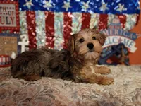 Male merle, a male Yorkshire Terrier for sale in Fountain Inn, SC – 3 of 5