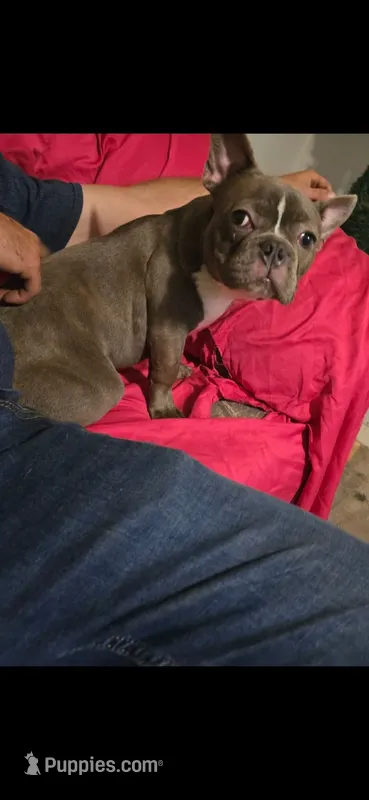 Bullet – French Bulldog puppy for sale in Fountain Inn, SC