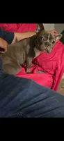 Bullet, a male French Bulldog for sale in Fountain Inn, SC – 1 of 1