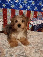 Male merle, a male Yorkshire Terrier for sale in Fountain Inn, SC – 4 of 5