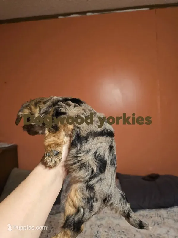 Male merle – Yorkshire Terrier puppy for sale in Fountain Inn, SC