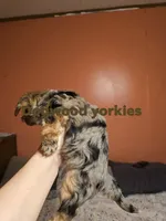Male merle, a male Yorkshire Terrier for sale in Fountain Inn, SC – 2 of 2