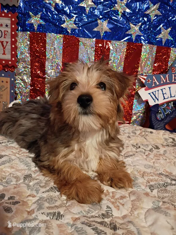 Male merle – Yorkshire Terrier puppy for sale in Fountain Inn, SC