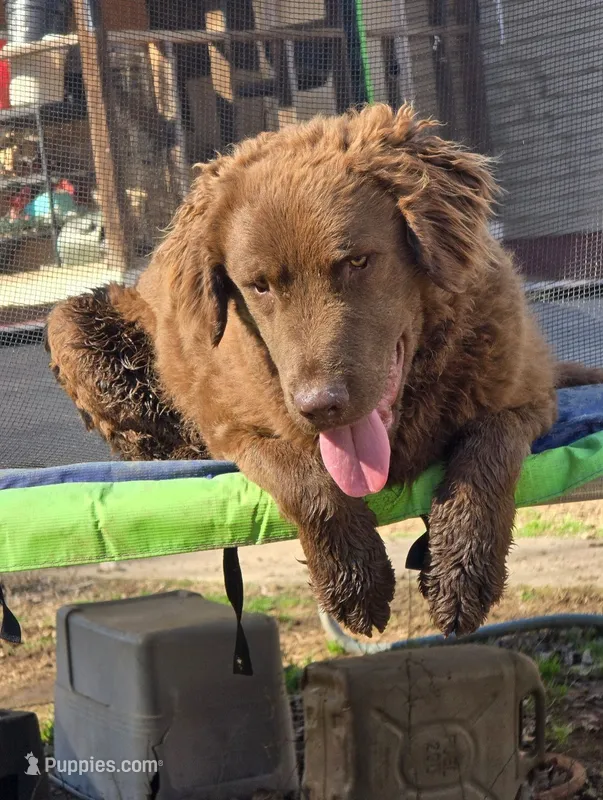 River – Chesapeake Bay Retriever puppy for sale in Fountain Inn, SC