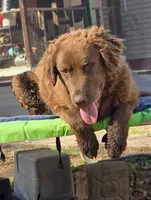 River, a male Chesapeake Bay Retriever for sale in Fountain Inn, SC – 1 of 1