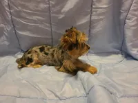 Teacup Bluecoco merle, a female Yorkshire Terrier for sale in Fountain Inn, SC – 6 of 7