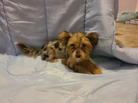 Teacup Bluecoco merle, a female Yorkshire Terrier for sale in Fountain Inn, SC – 3 of 7