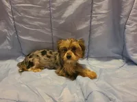 Teacup Bluecoco merle, a female Yorkshire Terrier for sale in Fountain Inn, SC – 2 of 7
